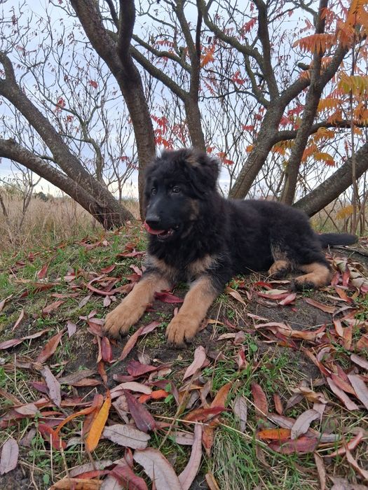 Owczarek niemiecki długowłosy śliczne szczenięta