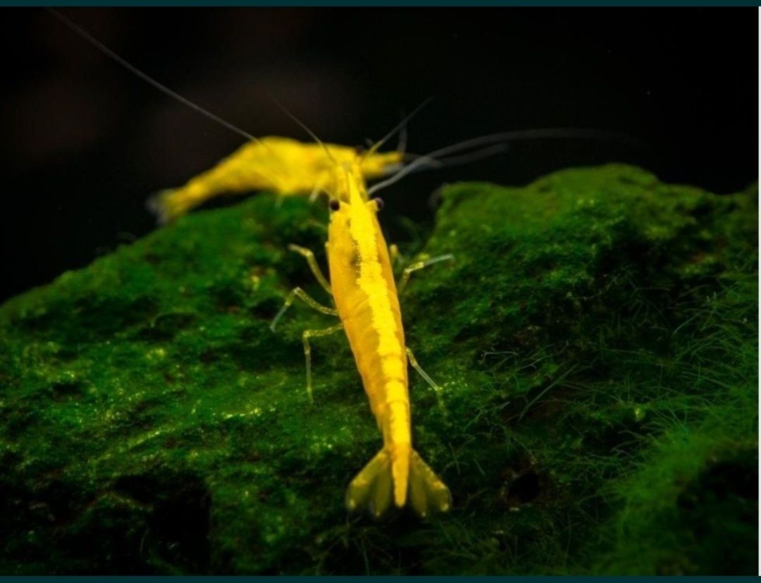 Guppys black moscow e Yellow tiger neocaridina Yellow neon back