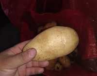 wysokiej jakości ziemniaki 40 - 60 mm
