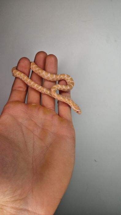 Waz zbożowy węże samce I samiczki het scaleless