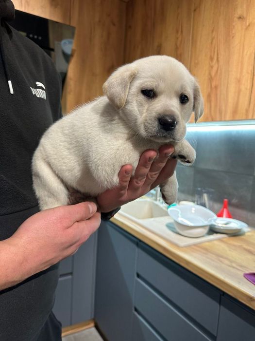 Справжній мішка хлопчик з документами