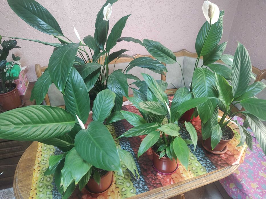 спатефілум кімнатний_висота від 40см до 80см