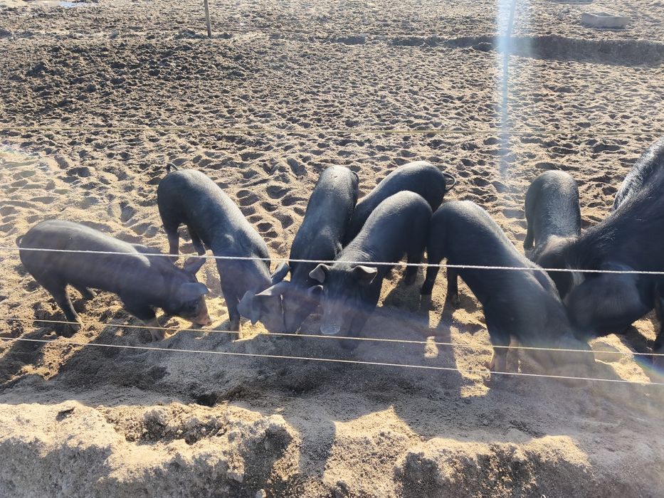 Vendo leitões com 2 meses