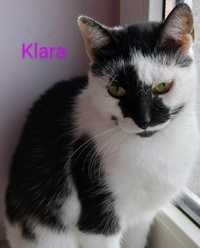 Klara,4 letnia kotka do pilnej adopcji