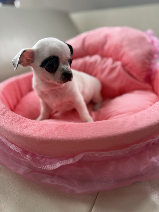 Chihuahua sunia bialo czarna