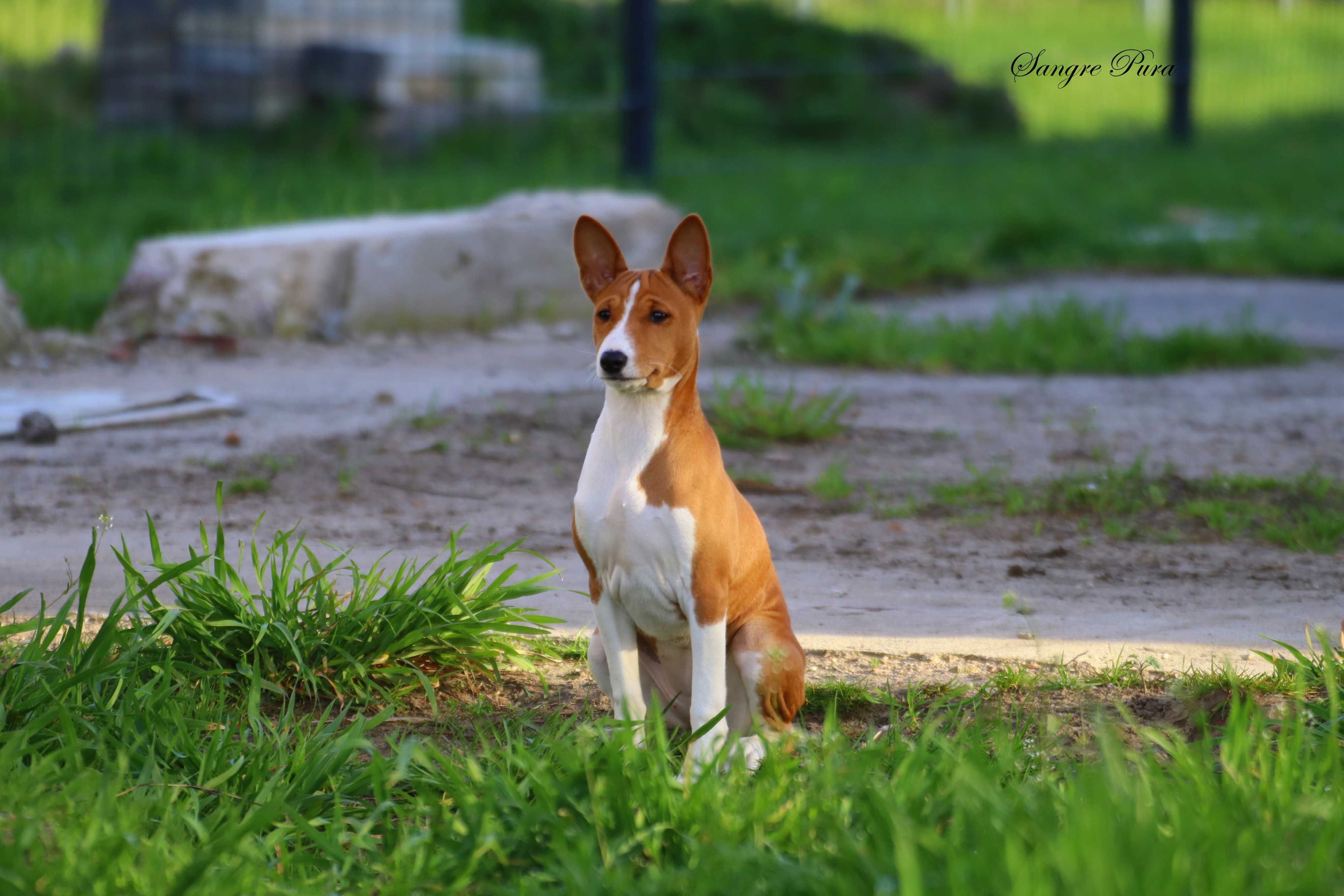 Szczenię Basenji