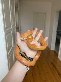Wąż zbożowy samiec dorosły + terrarium z penym wyposażeniem