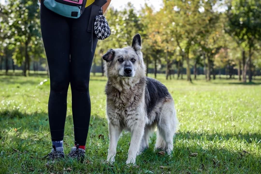 Starsza dama szuka ciepłego domu na jesień życia! Podarujesz jej Dom?