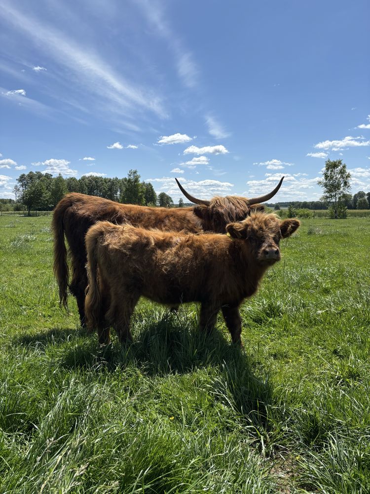 Jałówka Highland cattle / krowy szkockie