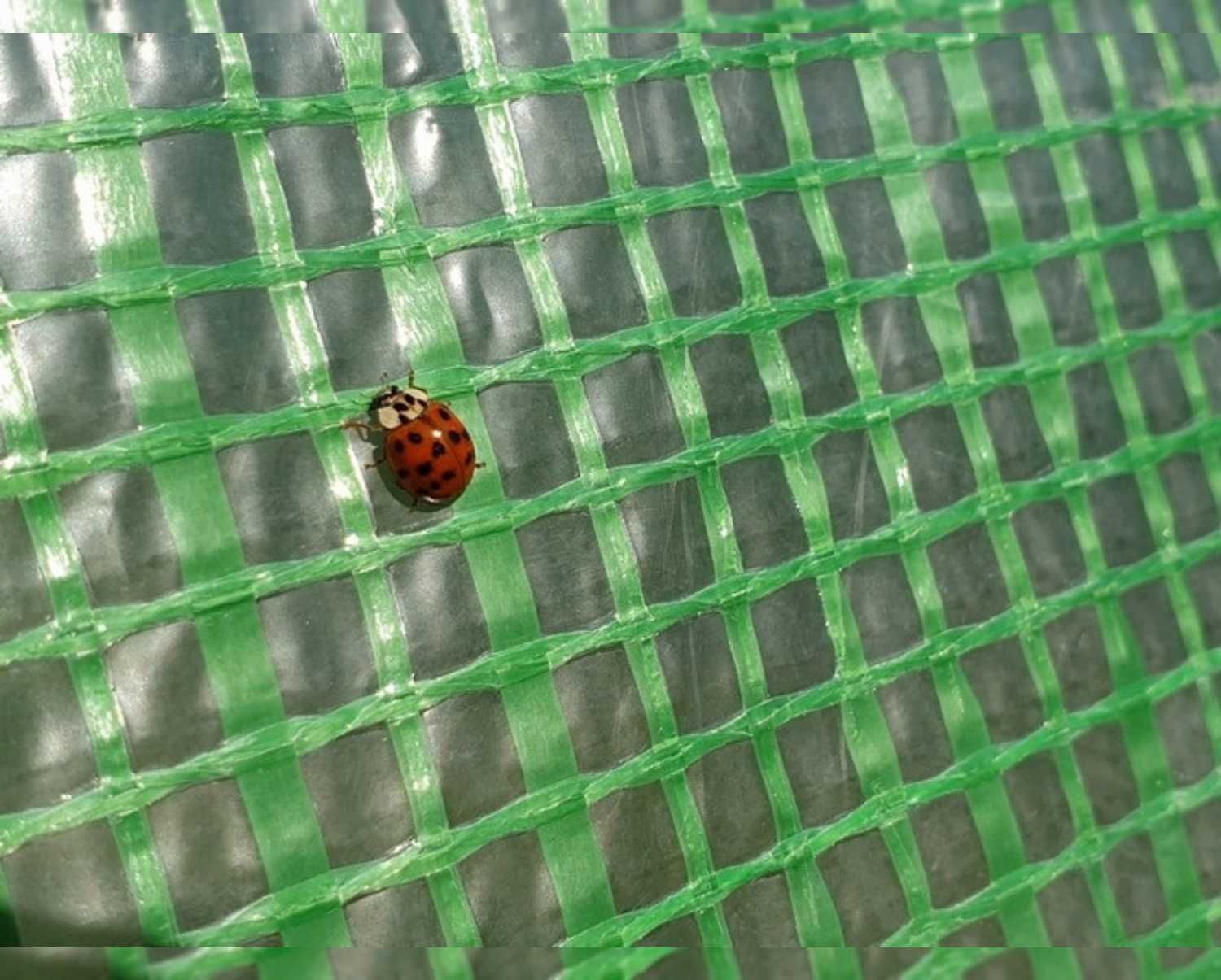 Tunel Ogrodowy Foliowy Szklarnia 6 m² (STELAŻ Ocynkowany + FOLIA) 3x2m