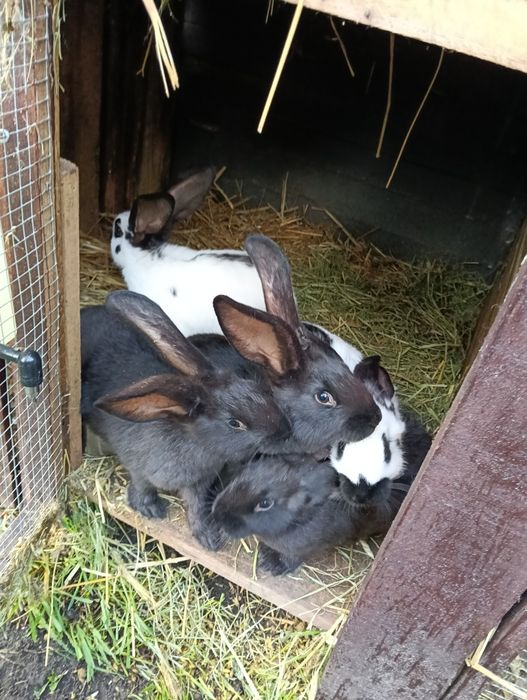 Króliki srokacz olbrzym niemiecki