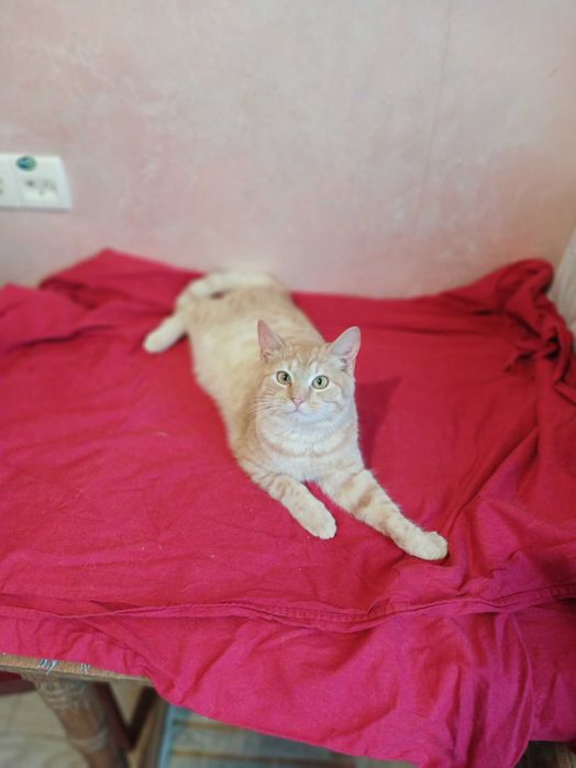 Рыжий активный, игривый кот, возраст 1 год