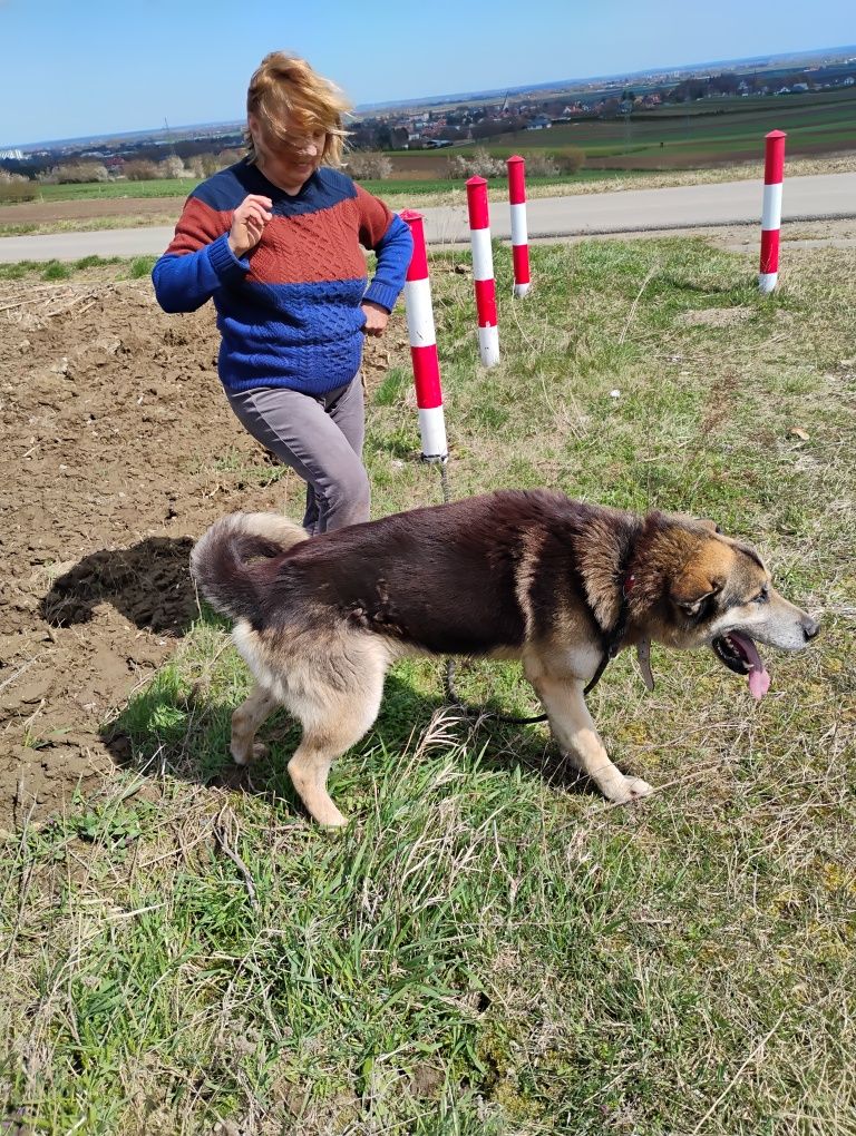 Zoran prosi o domek.
