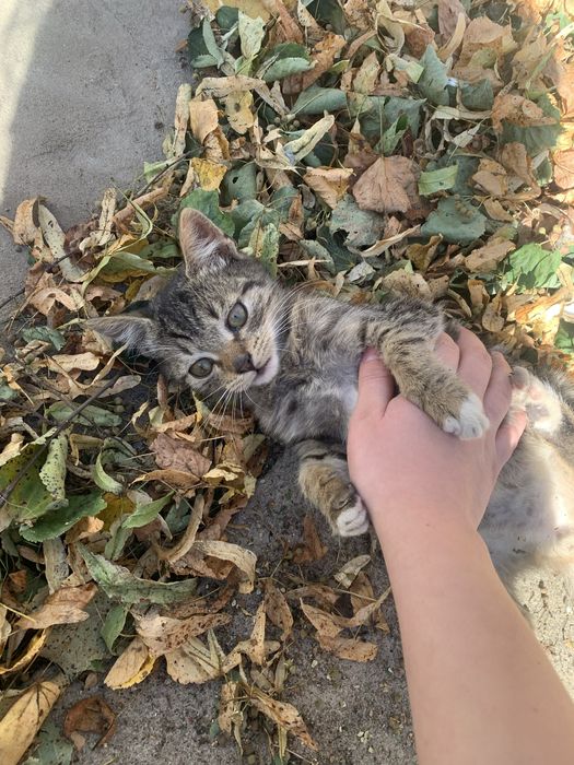 Oddaje kota w dobre ręce