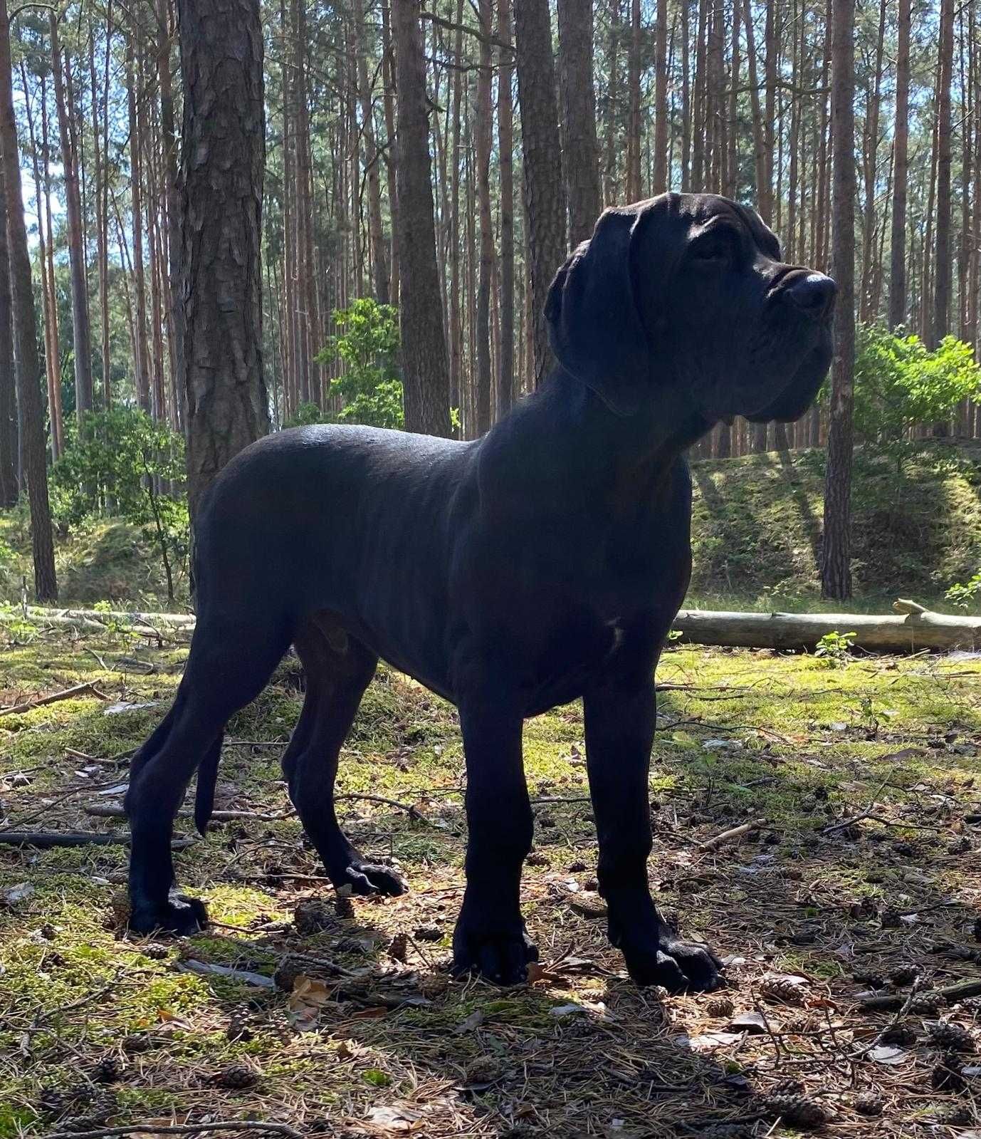 Dog niemiecki - piękny czarny samiec