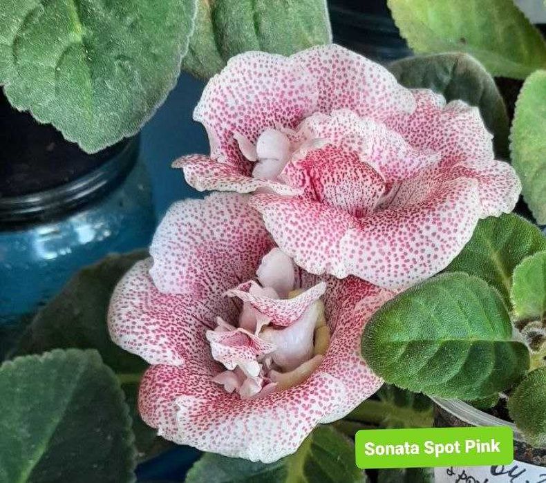 Глоксиния Sonata Spot Pink Детка