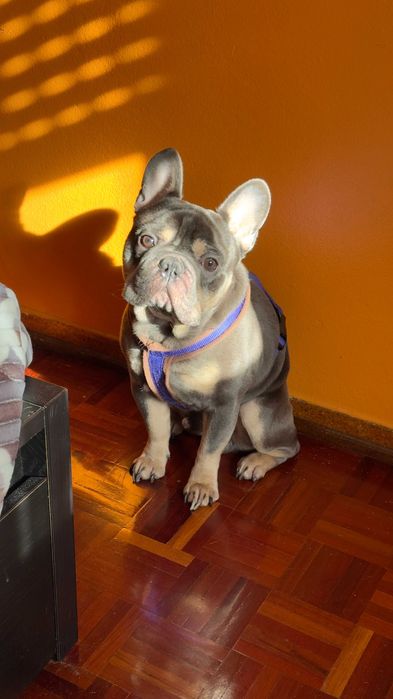 Bulldog Francês para Cruzas (Blue Tan)