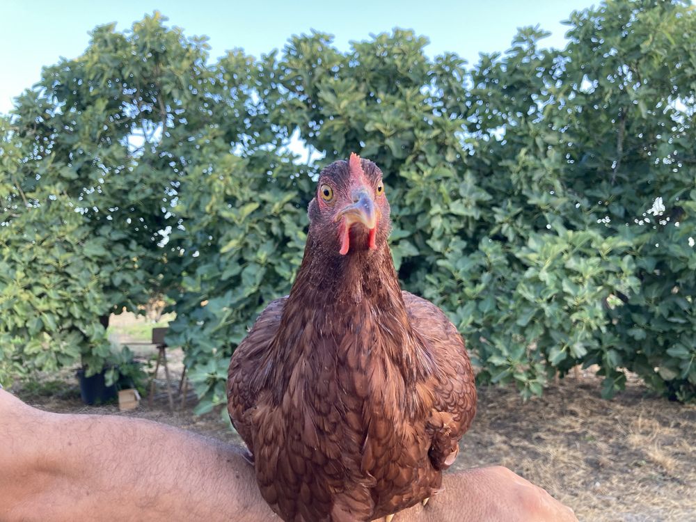 Franga Rhode island Red.
