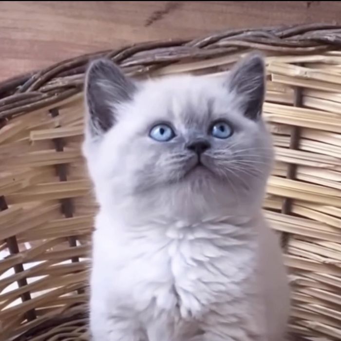 Дуже гарні кошенята