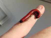 Stonoga Centrobolus Mosambik