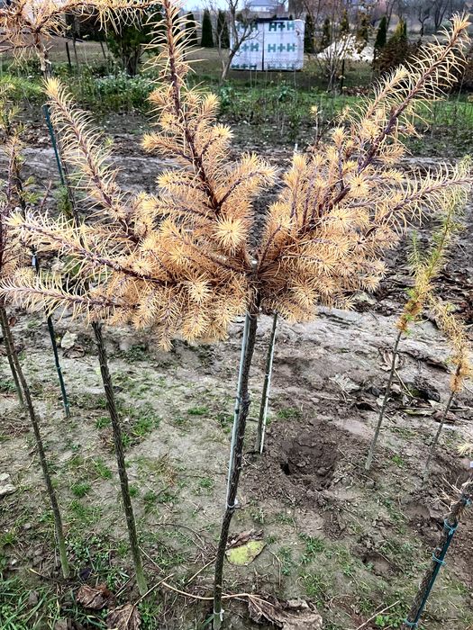 modrzew zwisający pendula  kulisty szczepiony