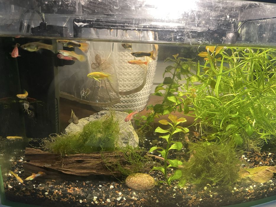 Oddam gupiki za darmo