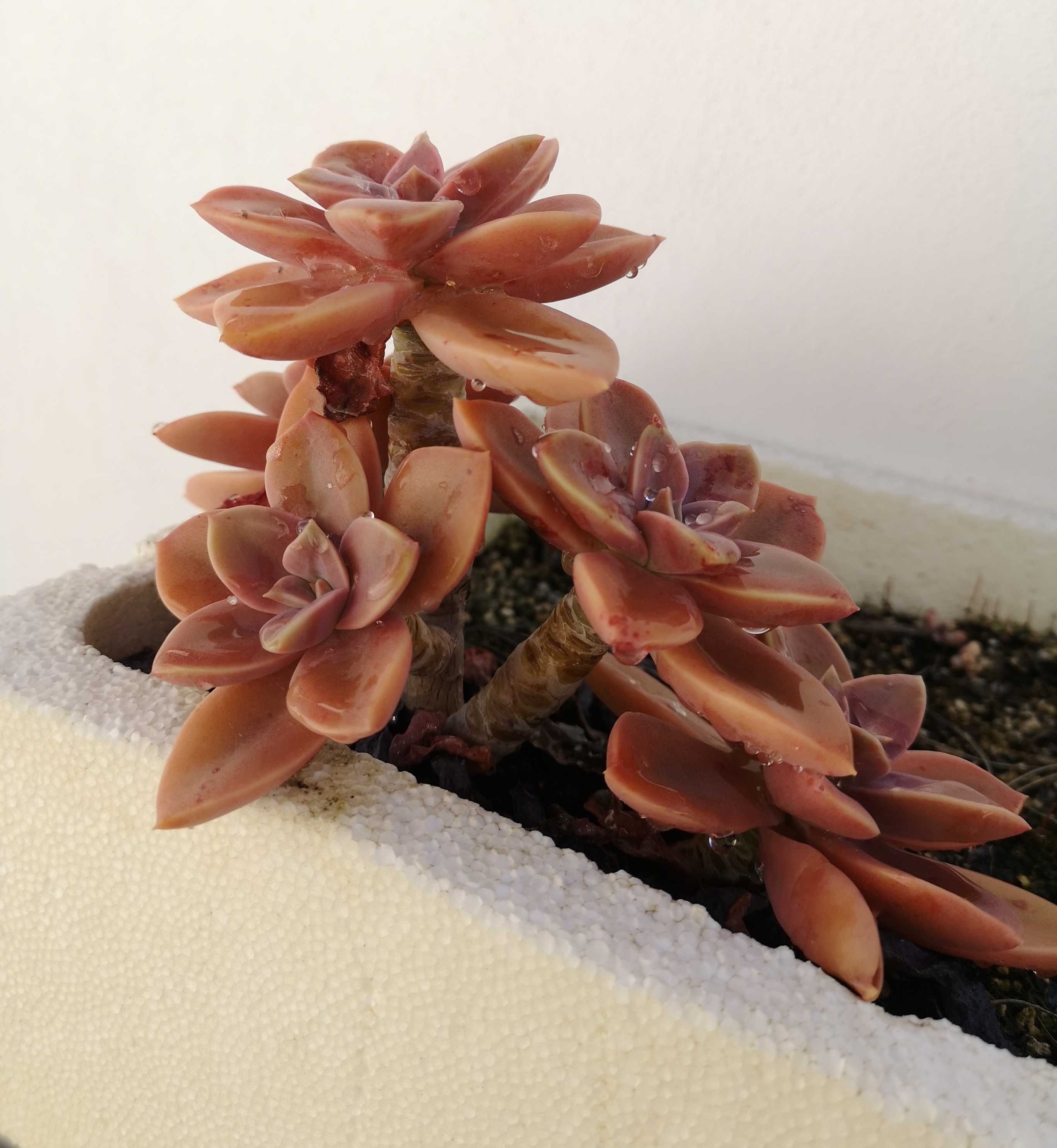 Suculenta Echeveria Fred Ives