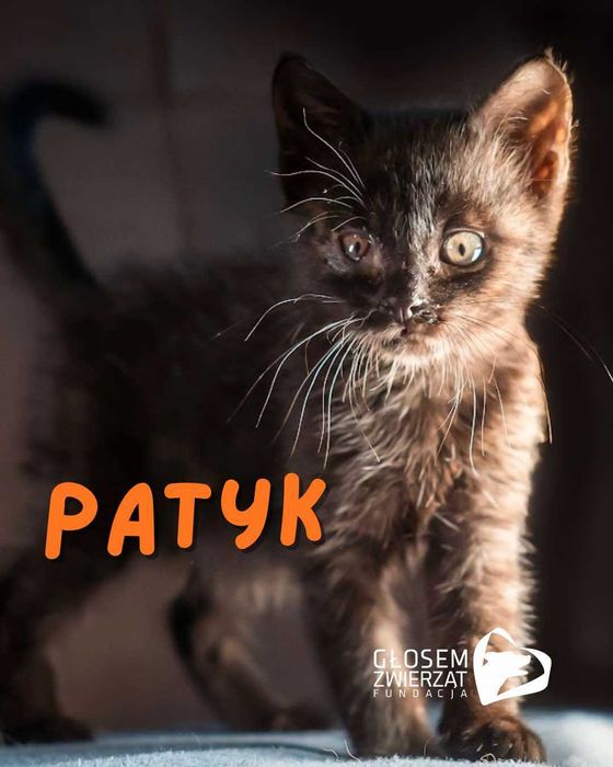 Acza, Brzoś, Olivio i Patyk - małe kotki do adopcji