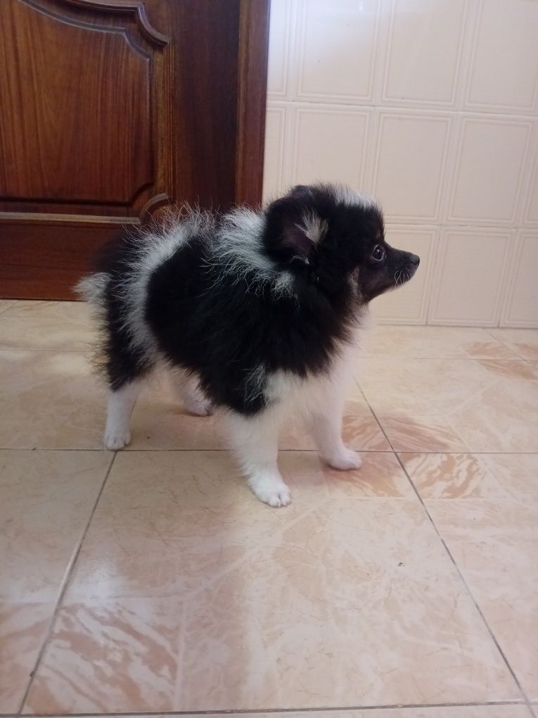 Spitz alemão macho