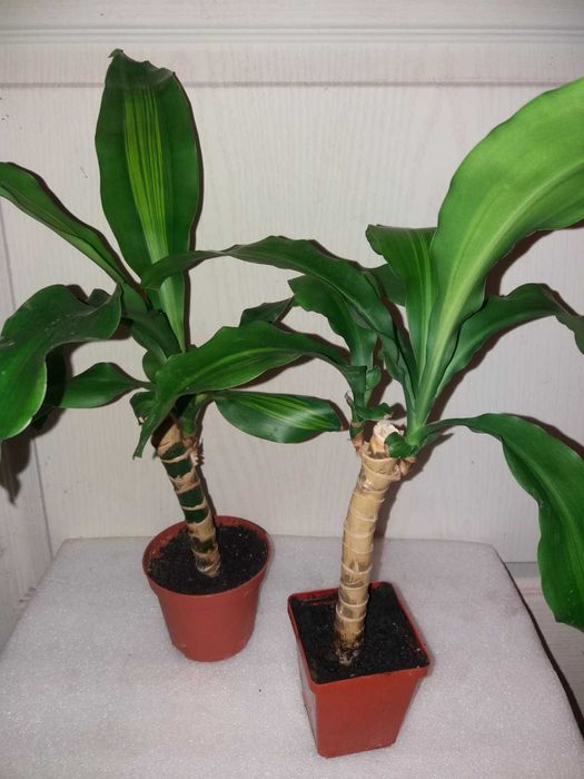 Епіпремнуми,  Драцена запашна Кімнатні квіти