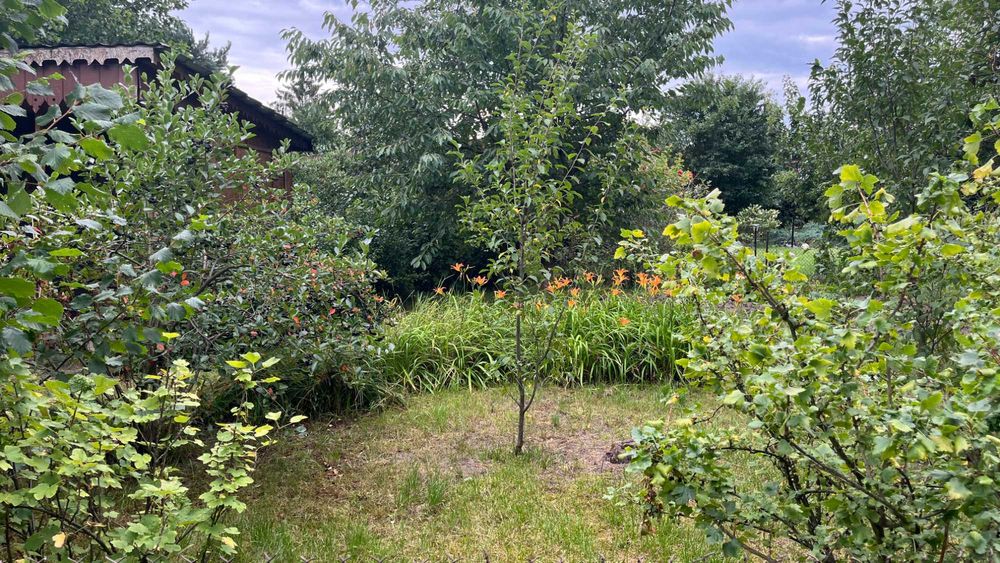 Działka ROD Malwa w Milanówku (ul. Turczynek)