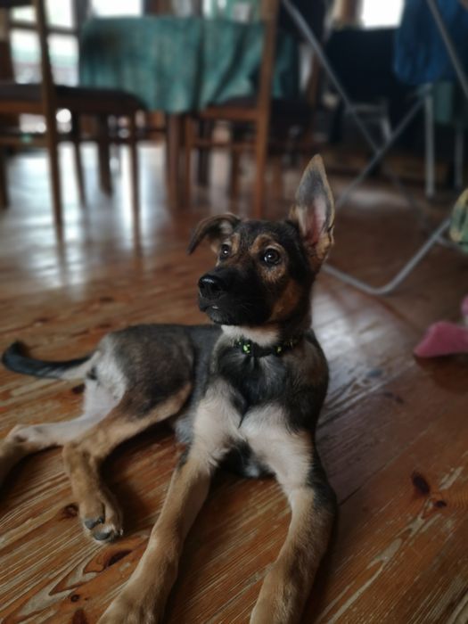 Nie pożałuje, kto Balsę adoptuje