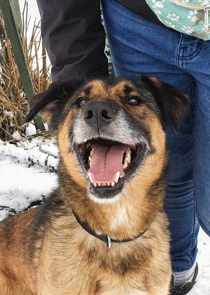 Loganek bardzo źle znosi schronisko, do pilnej adopcji!