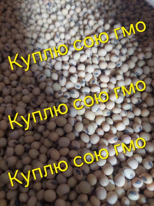 Куплю сою суху або сиру, будь-якого вигляду та будь-яких об’ємів.
Розр