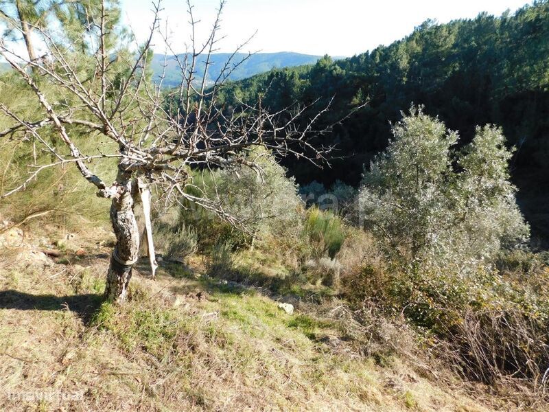 Terreno / Covilhã, Aldeia de São Francisco de Assis
