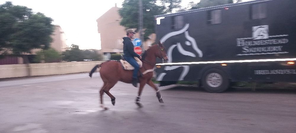 Cavalo castrado bem montado com escola