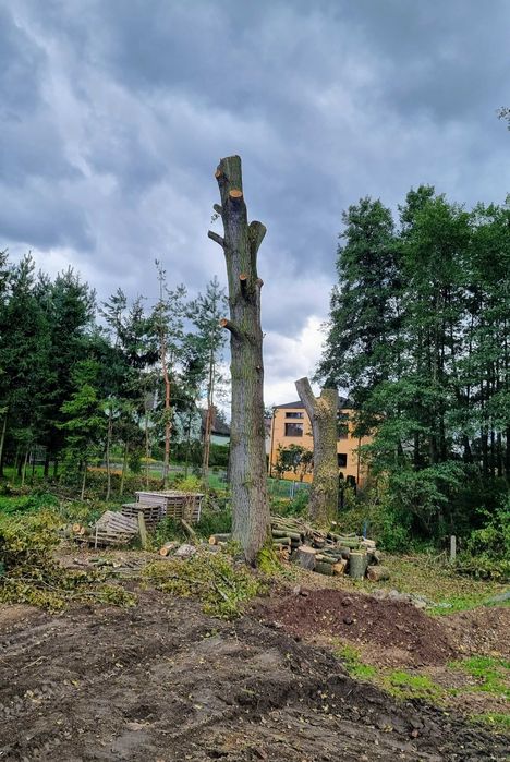 Alpinistyczna wycinka drzew, przycinanie, pielęgnacja drzew, tui