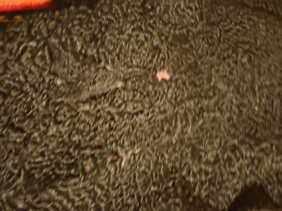 Futro z karakułów nie do noszenia