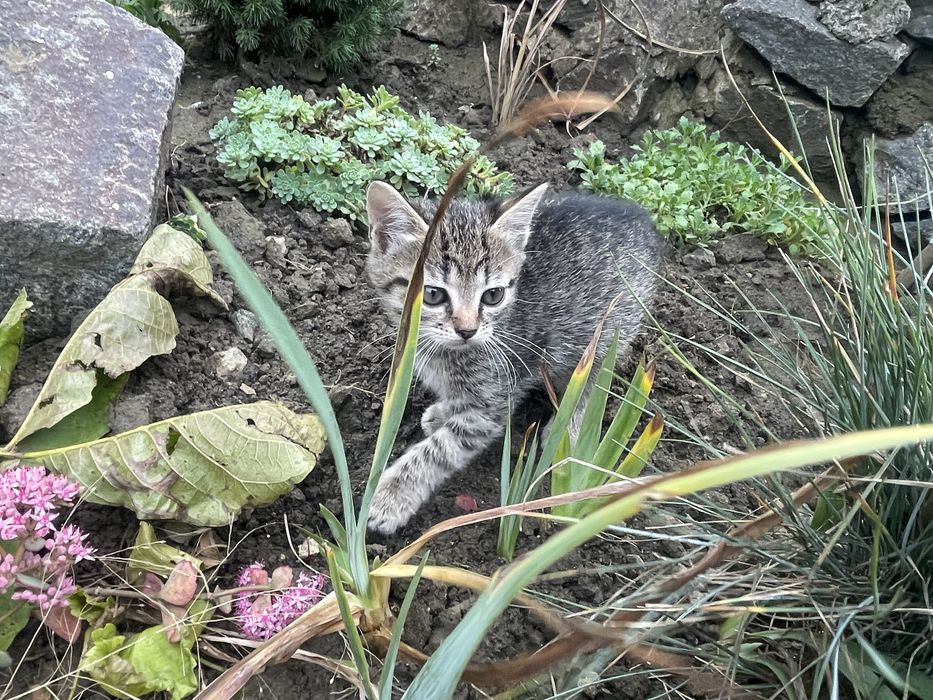 Подарую маленьких кошенят