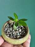 Adenium obesum- róża pustyni