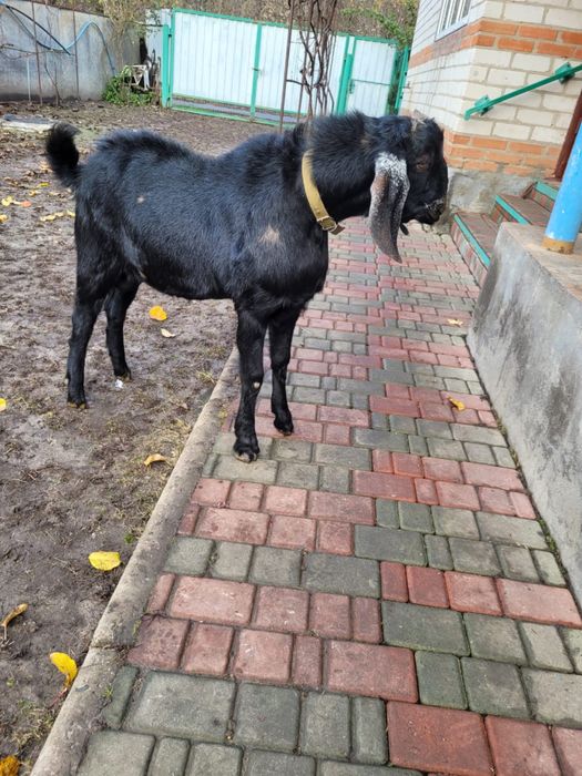 Козел (цап) англонубієць