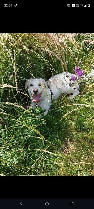 PILNIE ODDAM psa mix labradora