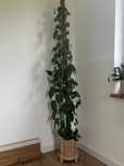 Epipremnum złociste 190cm