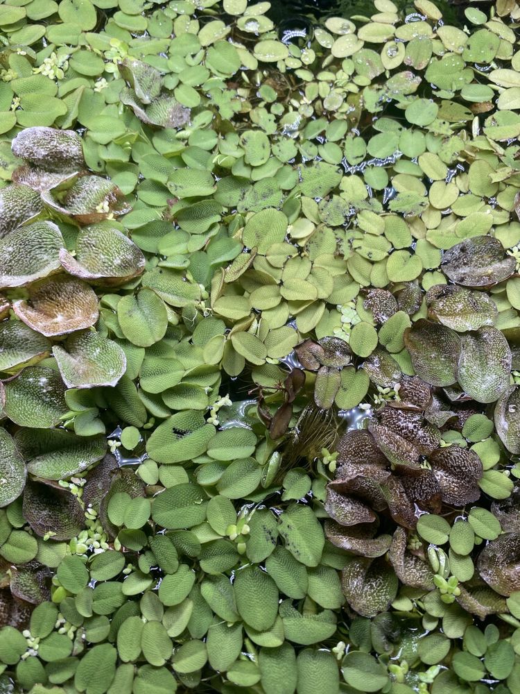 Salvinia natans planta flutuante