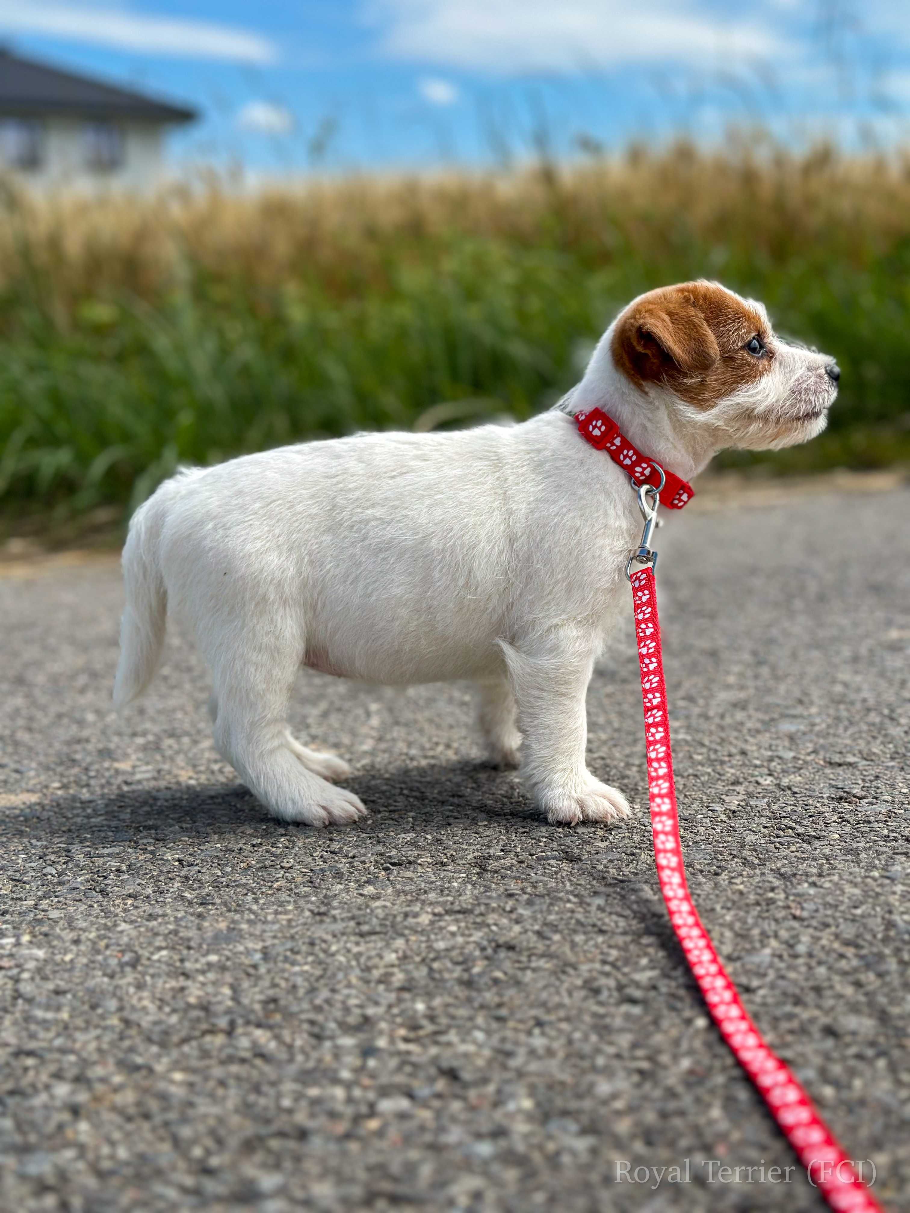 suczka Jack Russell terrier ZKWP/FCI szorstkowłosa