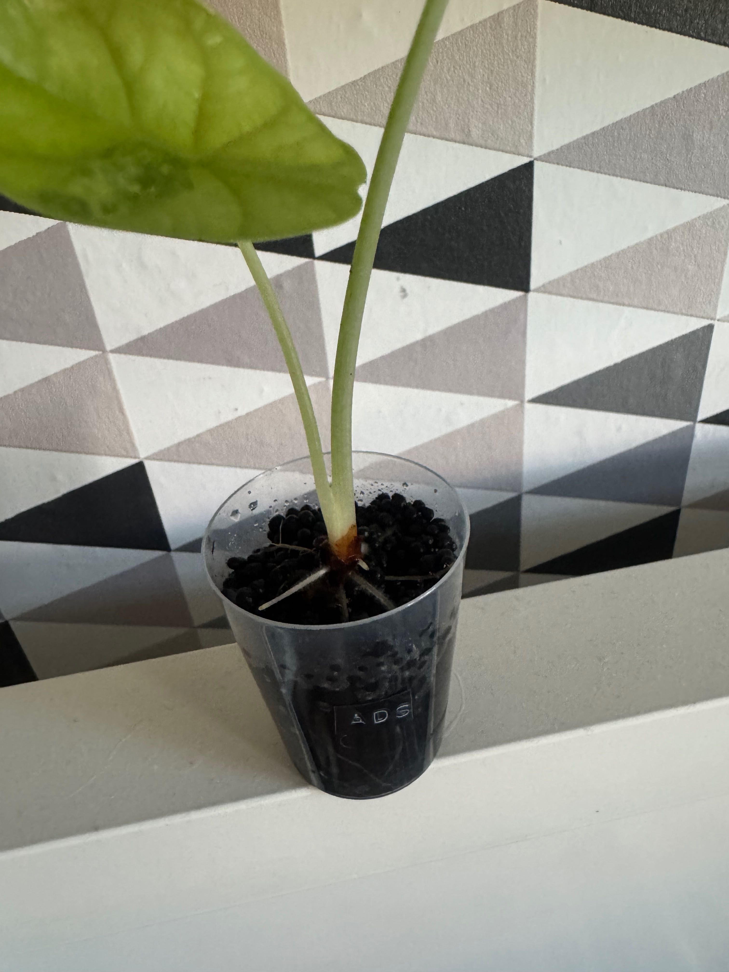 Alocasia Alokazja Dragon Scale Variegata 2 liście cudne wybarwienie