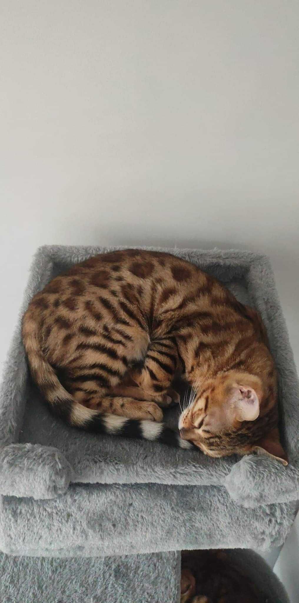 Kot bengalski kocur kotka