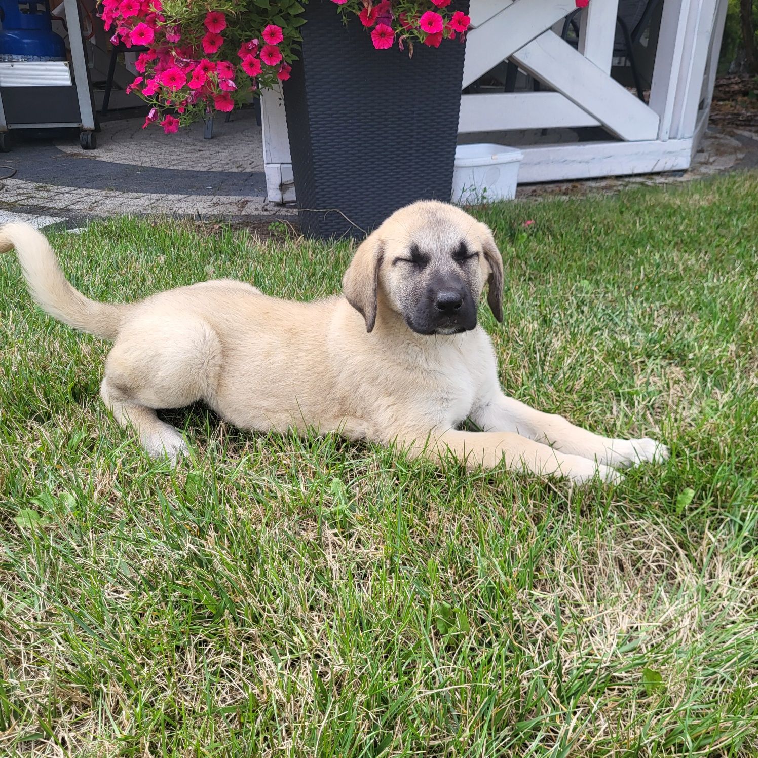 Pies Pasterski Kangal Turecki szczeniak pies