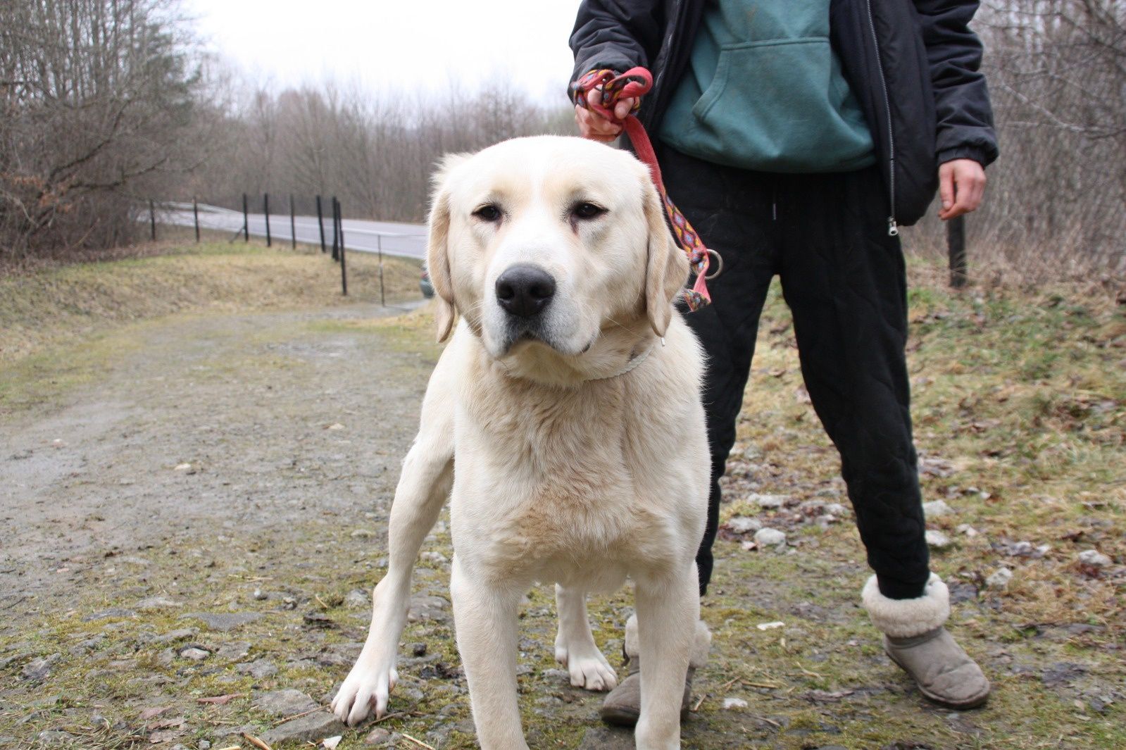 Pies Misiek do adopcji. Oddam psa