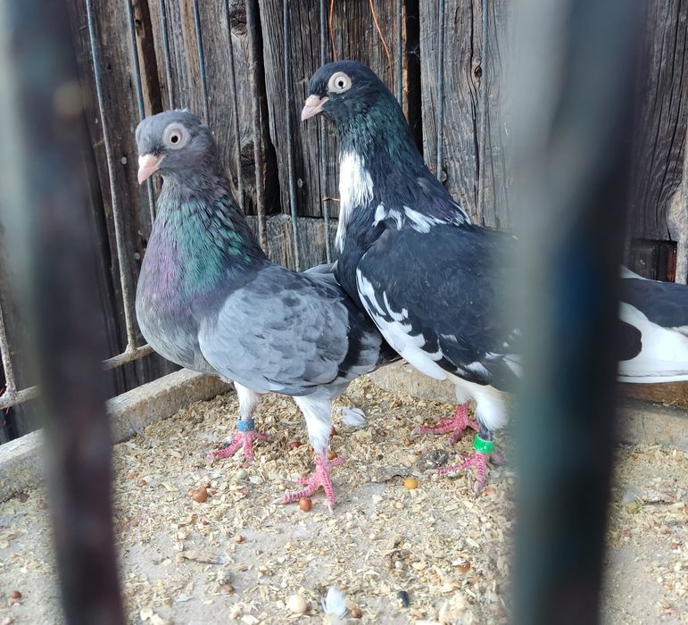 Zamojskie, para parzysta